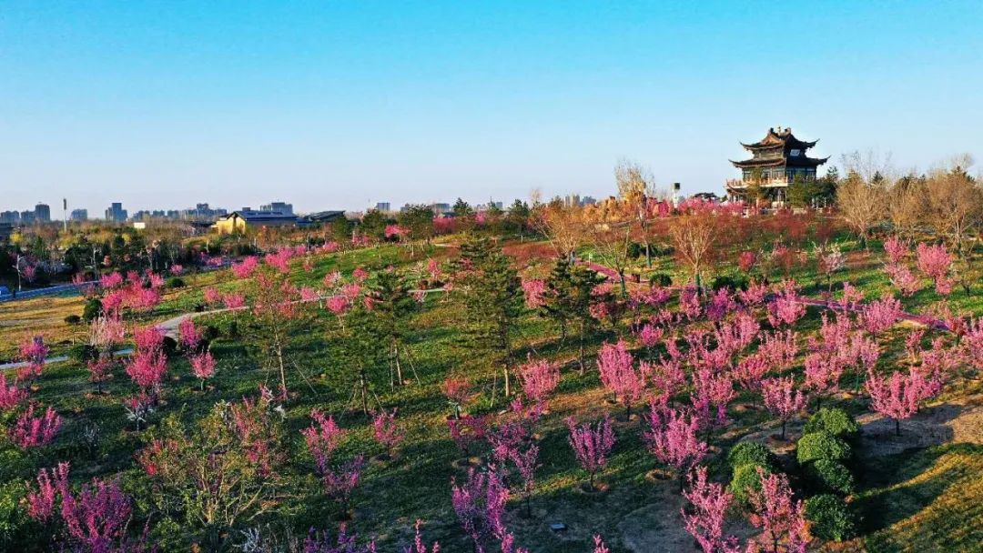 河北邢臺園博園梅嶺成最新網(wǎng)紅打卡地