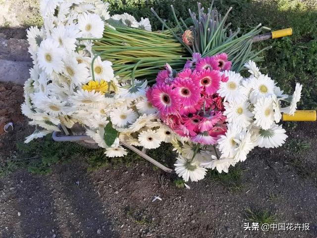 大量國際花展取消，眾多國家花企深陷困境