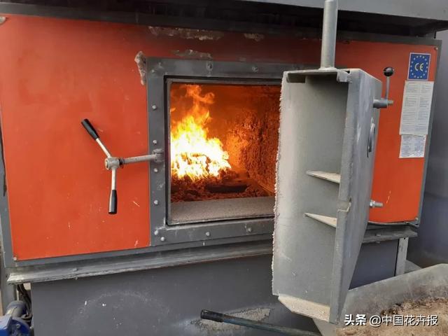 大量國際花展取消，眾多國家花企深陷困境