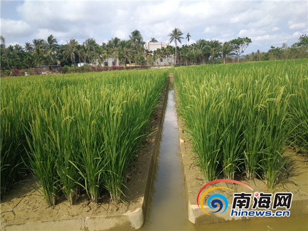 海南大山泰景觀發(fā)動村民參與文旅項目建設(shè)