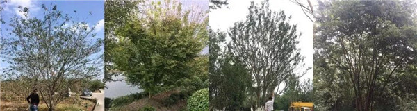 南昌金地金茂正榮悅風華示范區