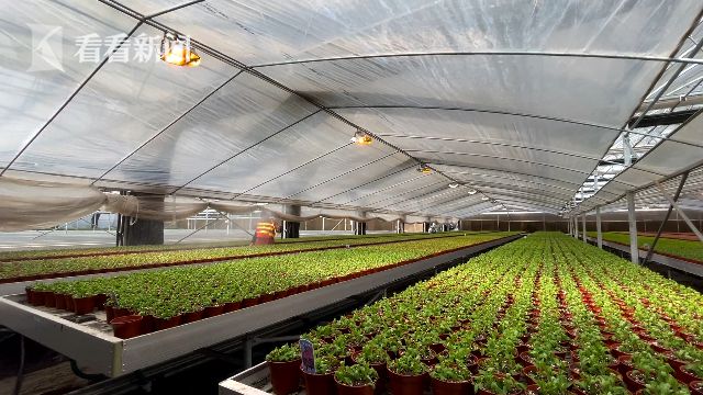 花博會:花卉進入育苗期 靜待五月齊綻放