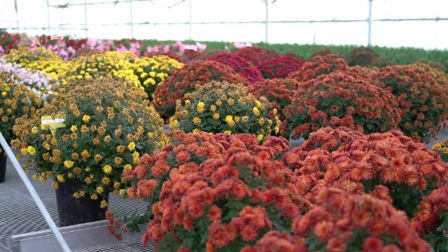 花博會:花卉進入育苗期 靜待五月齊綻放