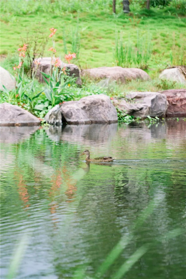 “大湖+”模式下的紫陽公園綜合規(guī)劃設計