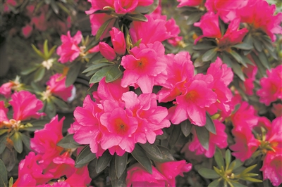 上海植物園：城市中心的植物博物館