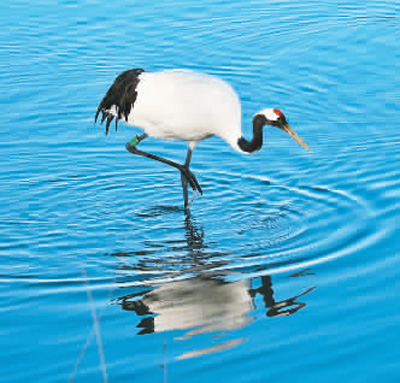 濕地旅游豐富多彩:親水觀鳥深呼吸 賞花徒步可露營