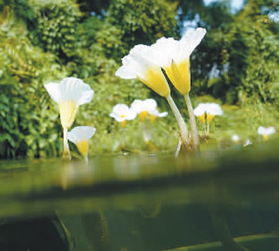 濕地旅游豐富多彩:親水觀鳥深呼吸 賞花徒步可露營