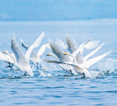 濕地旅游豐富多彩:親水觀鳥深呼吸 賞花徒步可露營