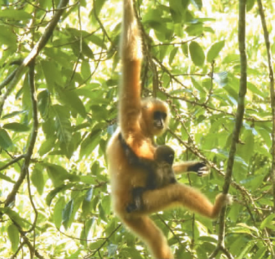 走進海南熱帶雨林國家公園——展示熱帶雨林之美