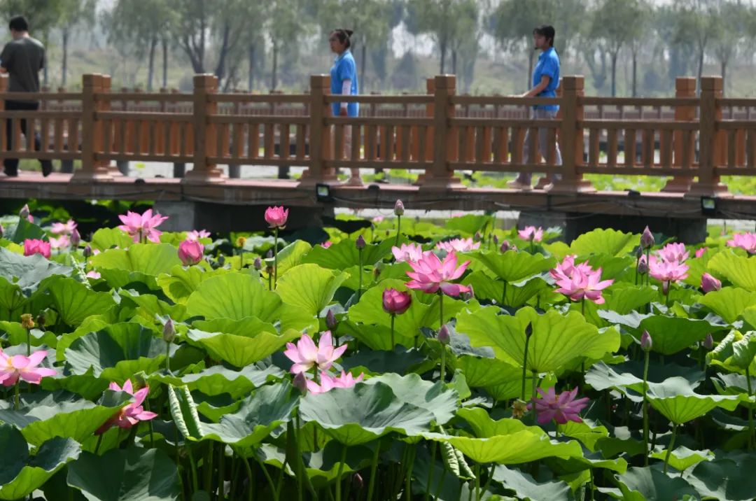 媒體批沿黃河地區“一縣一濕地、一縣一公園”做法