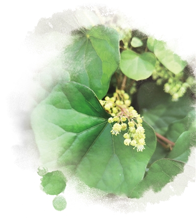 農業文化遺產——為保護生物多樣性貢獻中國智慧