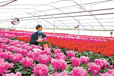 北上廣年宵花市節日氛圍漸濃