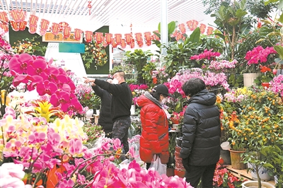 北上廣年宵花市節日氛圍漸濃