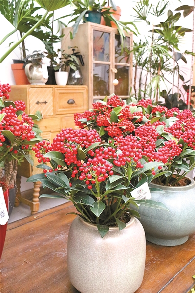 北上廣年宵花市節日氛圍漸濃