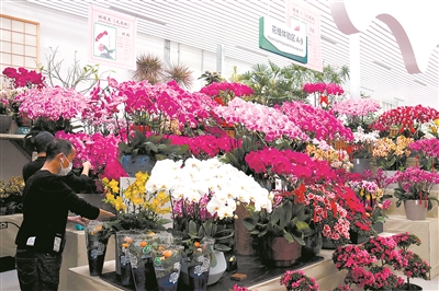 北上廣年宵花市節日氛圍漸濃