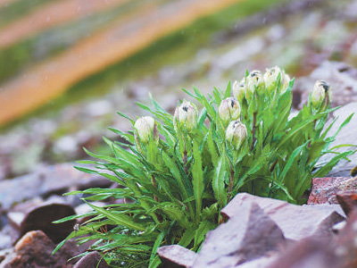 冰天雪地，為何也有植物開花？