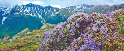 冰天雪地，為何也有植物開花？