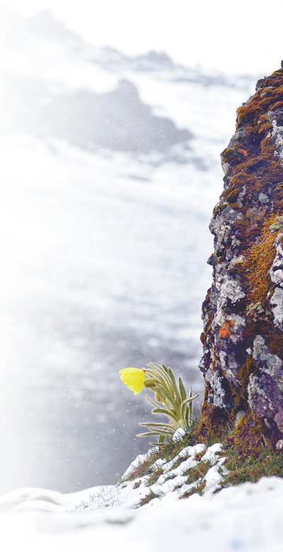 冰天雪地，為何也有植物開花？