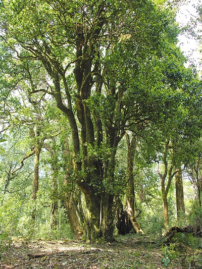 中國(guó)古樹(shù)名木已是興旺的“大家庭”