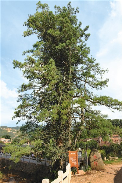 中國(guó)古樹(shù)名木已是興旺的“大家庭”