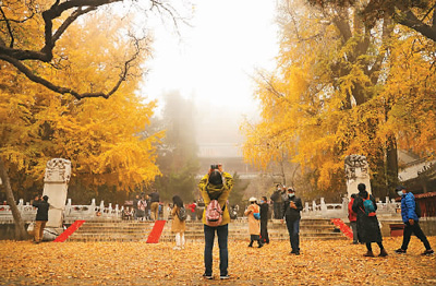 中國(guó)古樹(shù)名木已是興旺的“大家庭”