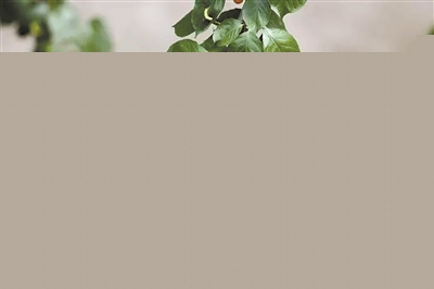 在自然中感受城市之美——讀《成都自然筆記》