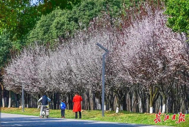 武漢將建設各類公園100座 串珠成鏈織鏈成網