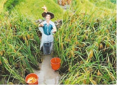 保護(hù)和推廣農(nóng)業(yè)遺產(chǎn)在哪些方面獲得成功？