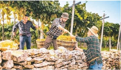 保護(hù)和推廣農(nóng)業(yè)遺產(chǎn)在哪些方面獲得成功？