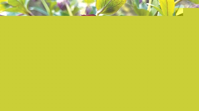 國家林草局發布2023年第一批植物新品種權名單