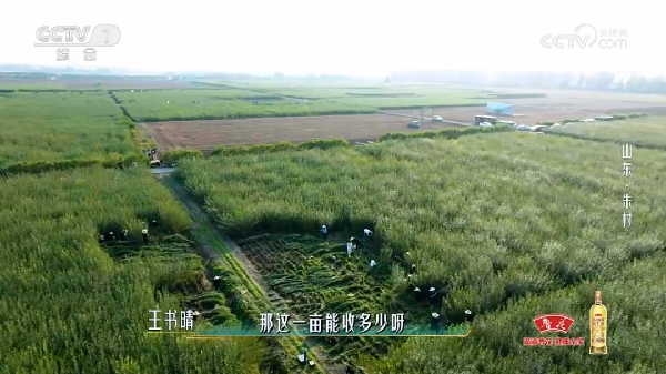 臨沭縣“好日子”鄉(xiāng)村振興齊魯樣板示范區(qū)美上央視