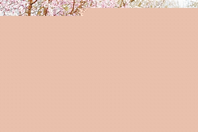 北京迎來春花觀賞季：132處公園賞花片區等待游客