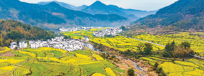 油菜花開出農(nóng)旅新“花”樣