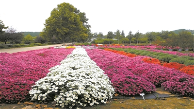 北京林業(yè)大學(xué)的“繁花”創(chuàng)新之路