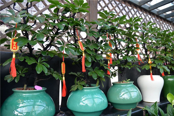 花漾齊魯喜迎新春 濟南園林花市暨2025年宵花節盛大開幕