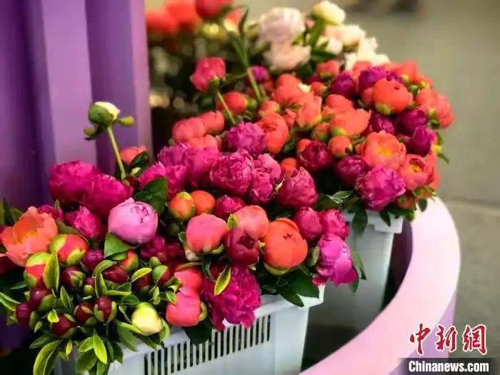 中國國際花卉園藝展覽會(huì)在上海舉行