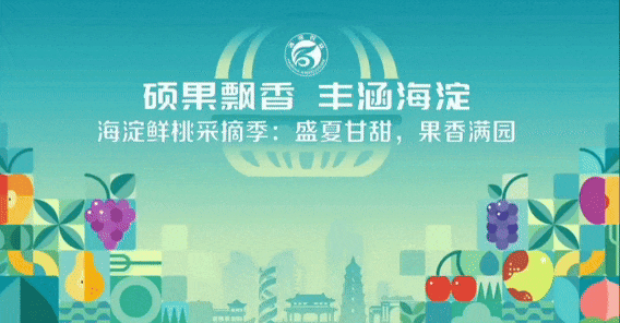 碩果飄香·豐涵海淀——海淀鮮桃采摘季：盛夏甘甜，果香滿園