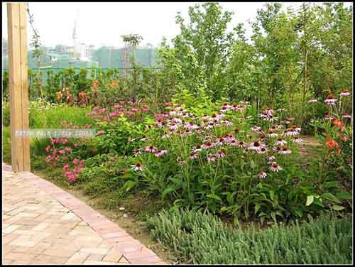 某公園的花境設(shè)計