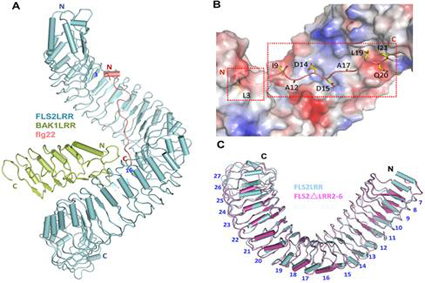 清華大學柴繼杰研究組在《科學》發表論文揭示植物天然免疫分子機制