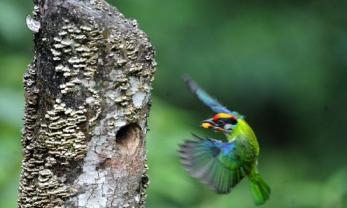 外媒：樹木遭蟲害會向鳥兒“求救”