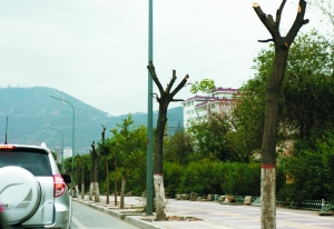 蘭州白銀路百棵行道樹被砍