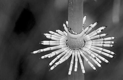 科學家發現植物細胞生長方向調控機制