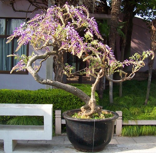 紫藤夢(mèng)幻帶來(lái)明媚溫暖的周末