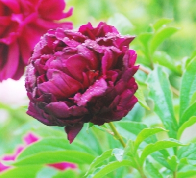 江蘇：揚(yáng)州數(shù)百種芍藥爭(zhēng)相吐艷