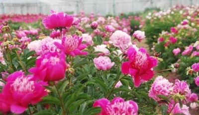 江蘇：揚(yáng)州數(shù)百種芍藥爭(zhēng)相吐艷