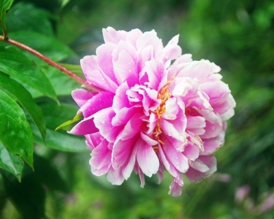 江蘇：揚(yáng)州數(shù)百種芍藥爭(zhēng)相吐艷