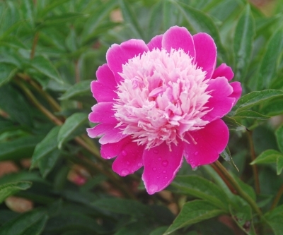 江蘇：揚(yáng)州數(shù)百種芍藥爭(zhēng)相吐艷