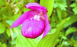 園林成果_園林專利_園林科技