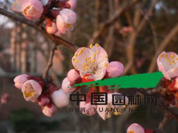 新品種_園林科普_園林科技