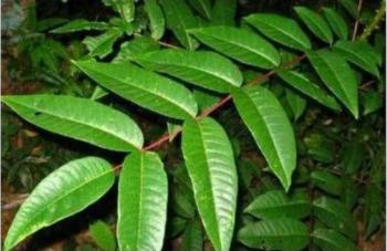 園林科技_園林科普_園林科技